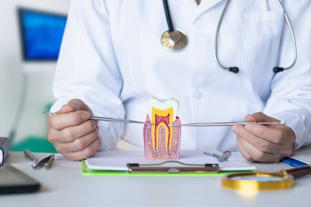 Best Emergency Denture Repair in Wesley Chapel, FL